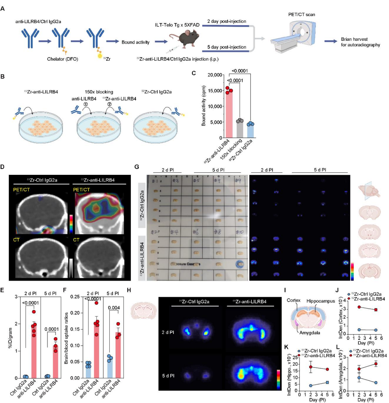 Pathological study of anti-human LILRB4 antibody in a mouse model of Alzheimer's disease